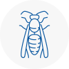 St Ives Wasp Nest Removal